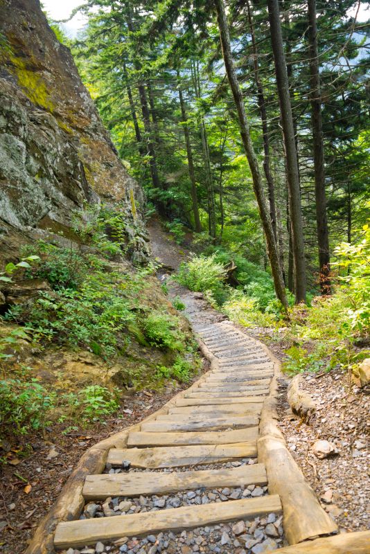 Land Clearing Service