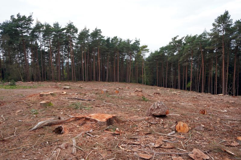 Tree Removal Process