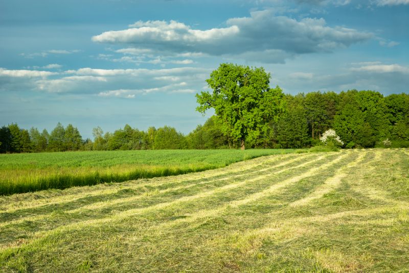 Pasture Clearing