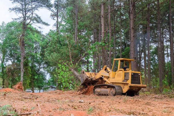 Cost of Trees Clearing in Auburn