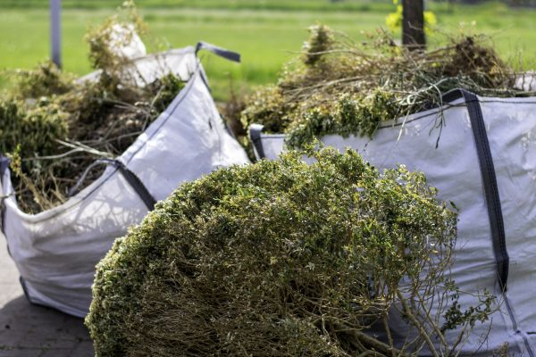 Cost of Bushes Clearing in Auburn