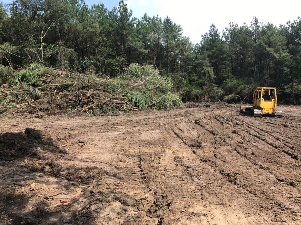 Cost of Thicket Clearing in Auburn